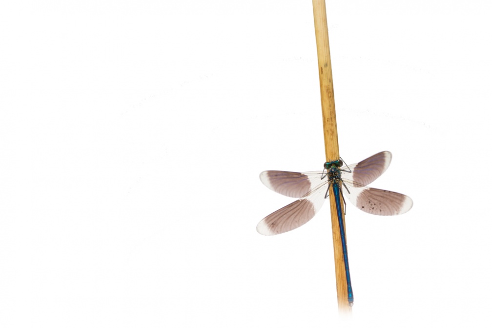 Calopteryx splenden mâle