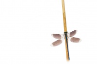 Calopteryx splenden mâle