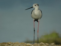 Echasse blanche