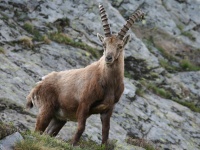 Bouquetin en Vanoise