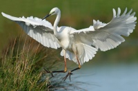 L' élégance de la grande aigrette