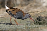 Râle d'eau en chasse.