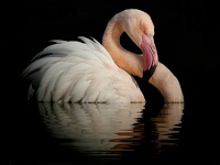 Flamant rose (14)