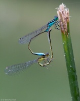 L'amour sur une brindille