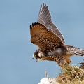 L'envol du jeune faucon pélerin