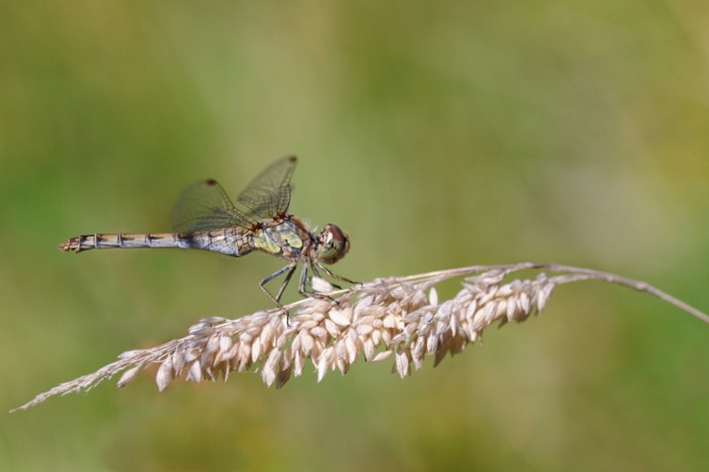 Sympetrum strié.JPG