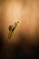 Mantis religiosa