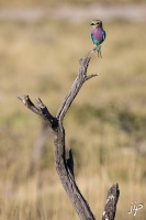 Rollier d'Afrique en Namibie