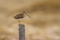 Bécassine des Marais en Islande