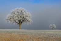 Givre