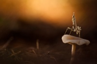Empusa pennata