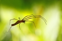 Tetragnatha extensa