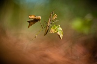 Mantis religiosa