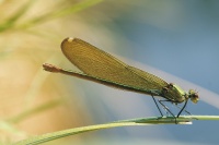 La Demoiselle Occitane