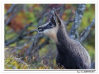 Jeune chamois