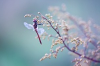Libellule de novembre