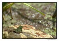 Grenouille de la Brenne