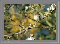 Moineau01