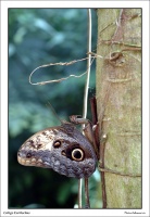 Papillon Caligo Eurilochus