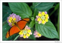 Papillons002