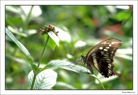 Papillons004