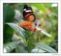 Papillons005