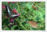 Papillons008