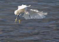Aigrette garzette UPS