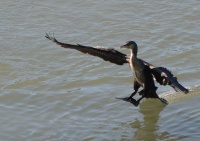 Amerrissage cormoran UPS