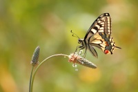 Machaon-2013.2