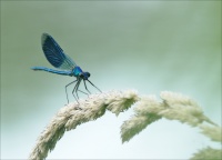 Calopteryx-splendens
