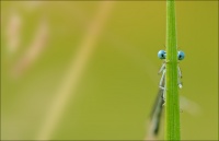Agrion