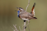 Gorge bleue mâle chanteur