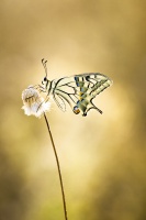 Machaon