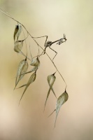 Empusa pennata
