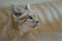 Sandcat