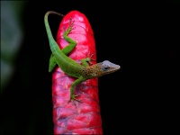 Anolis marmoratus