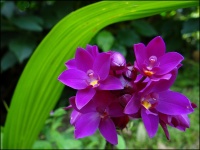 Orchidée Spathoglottis unguiculata