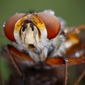 Ectophasia crassipennis (mâle)