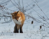 Renard dans le Jura!