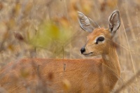 Steenbok