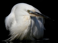 Aigrette Starlette (35)