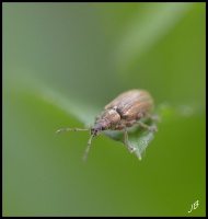 Mini insecte