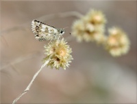 Petit papillon et Immortelles