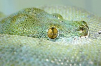 Morelia viridis