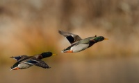 canards