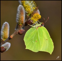 Citron de printemps