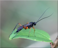 Hyménoptère - Pimpla instigator F.