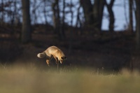 chasse