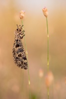 Palpares libelluloides